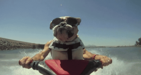 dog-waterskiing-funny-sunglasses-lol